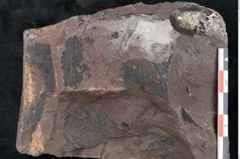 Foto (Detailansicht) von Neuropteris sp.  (NHMW-GEO-2024-0188-10709)